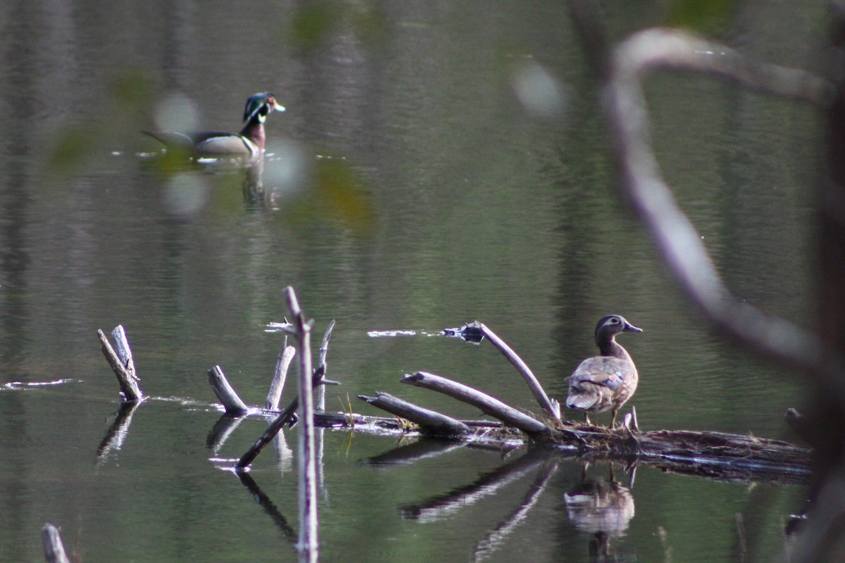 Wood Duck - ML617534897