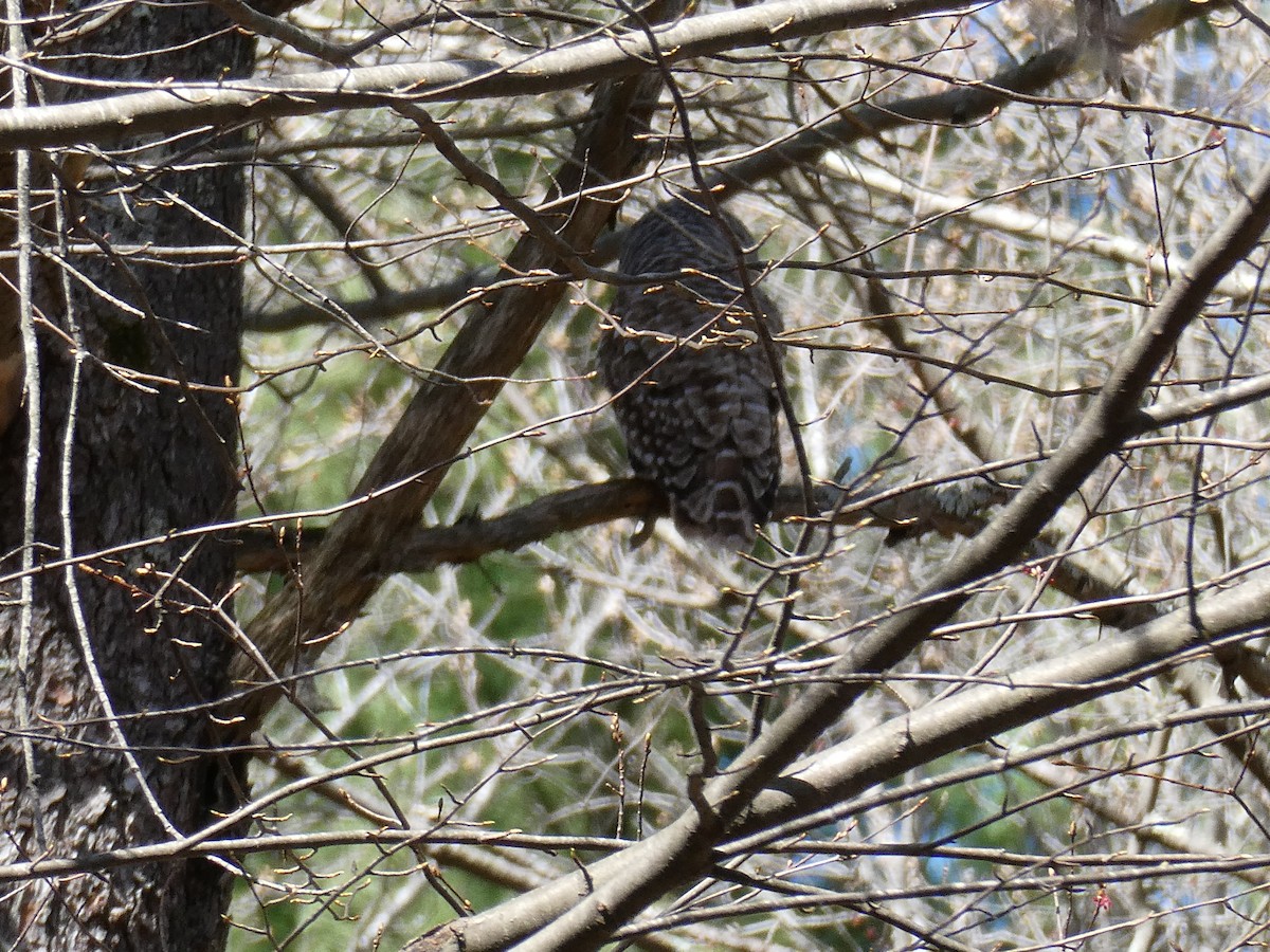 Barred Owl - ML617534899