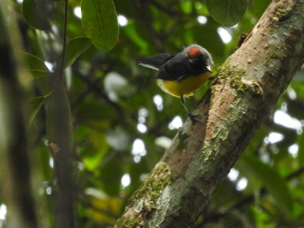 Slate-throated Redstart - ML617534901