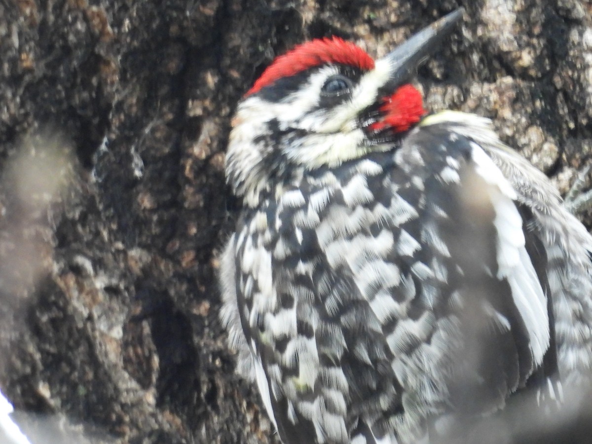 Yellow-bellied Sapsucker - ML617534913