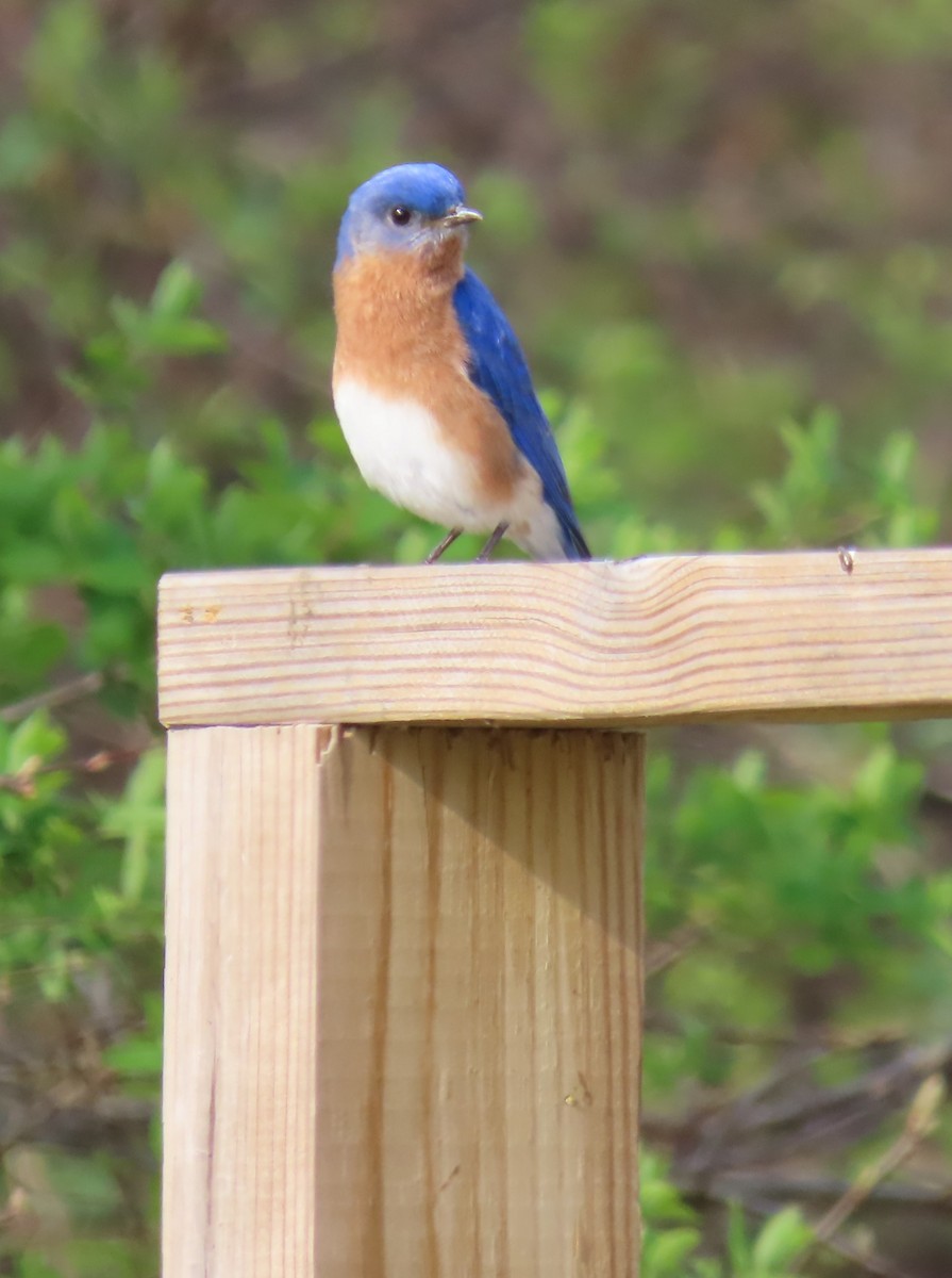 Eastern Bluebird - Maryangela Buskey