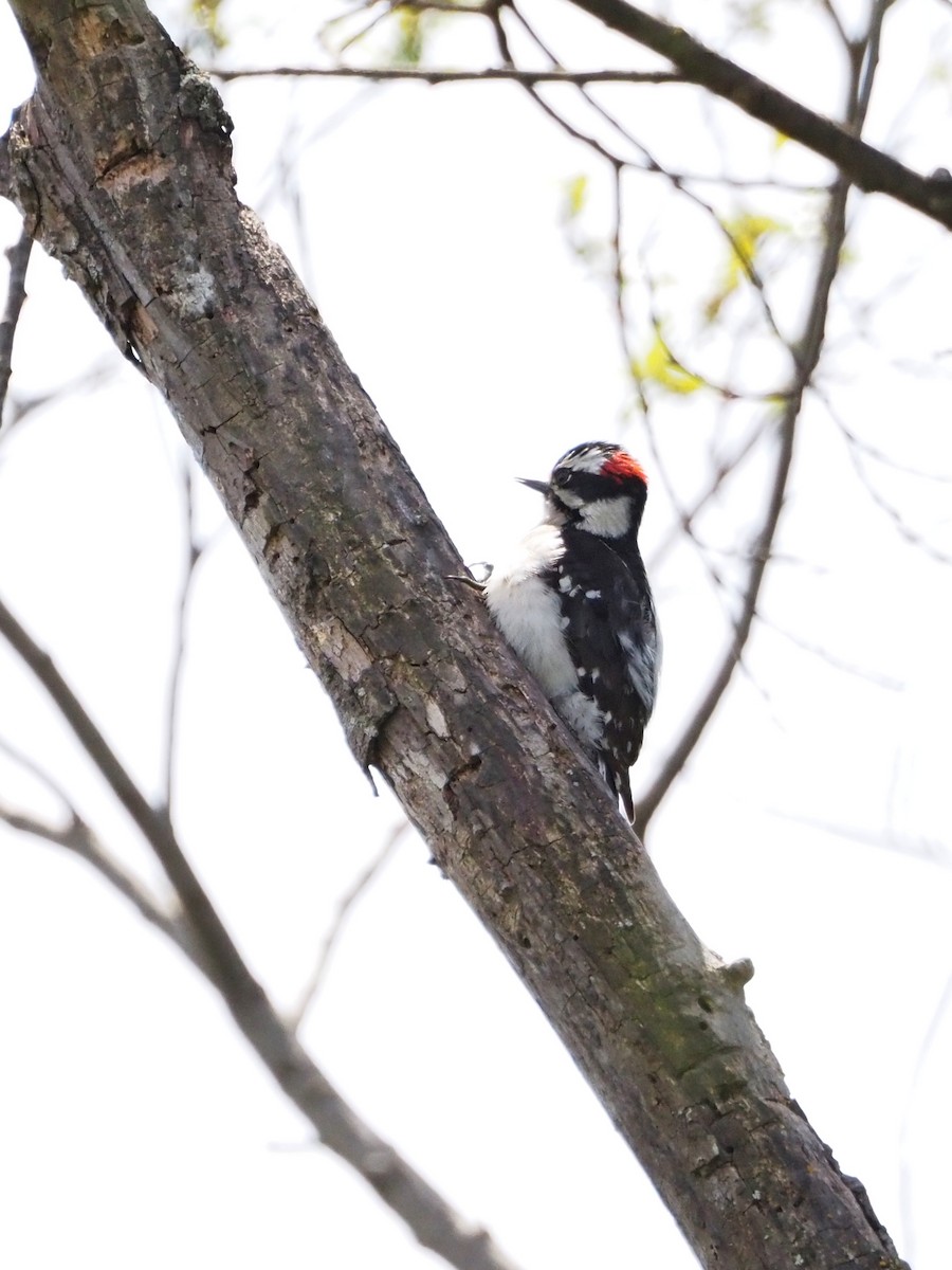 Downy Woodpecker - ML617534925
