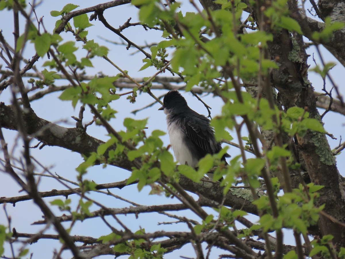 Eastern Kingbird - ML617534960