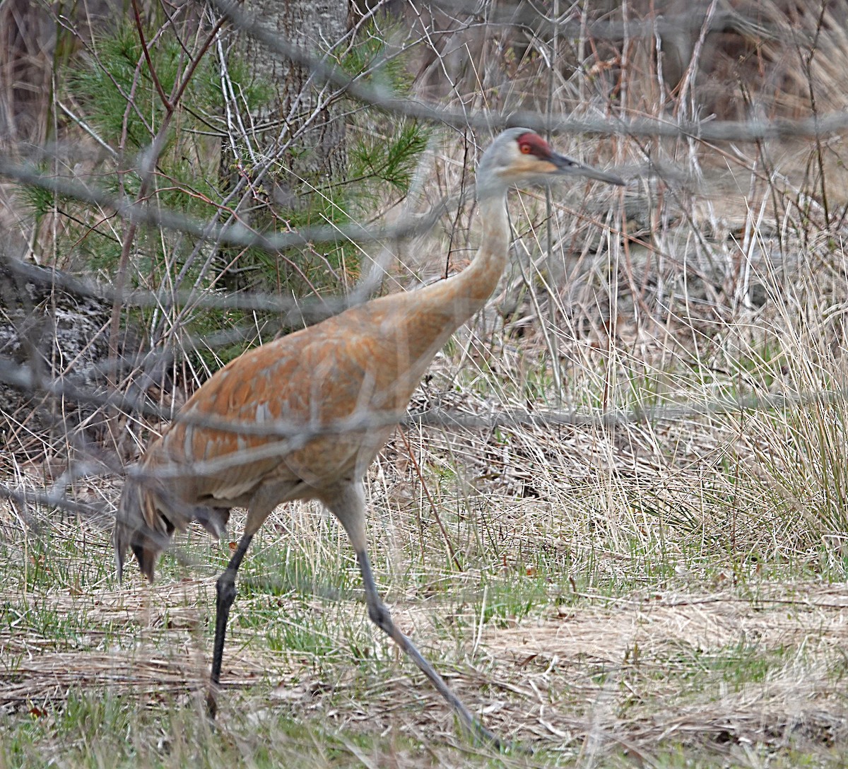 Sandhill Crane - ML617534994