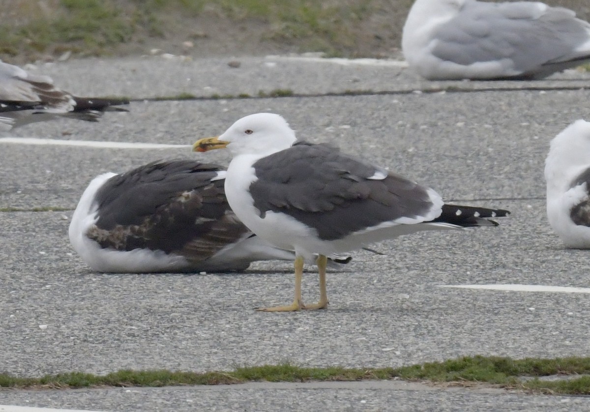 Lesser Black-backed Gull - ML617534998