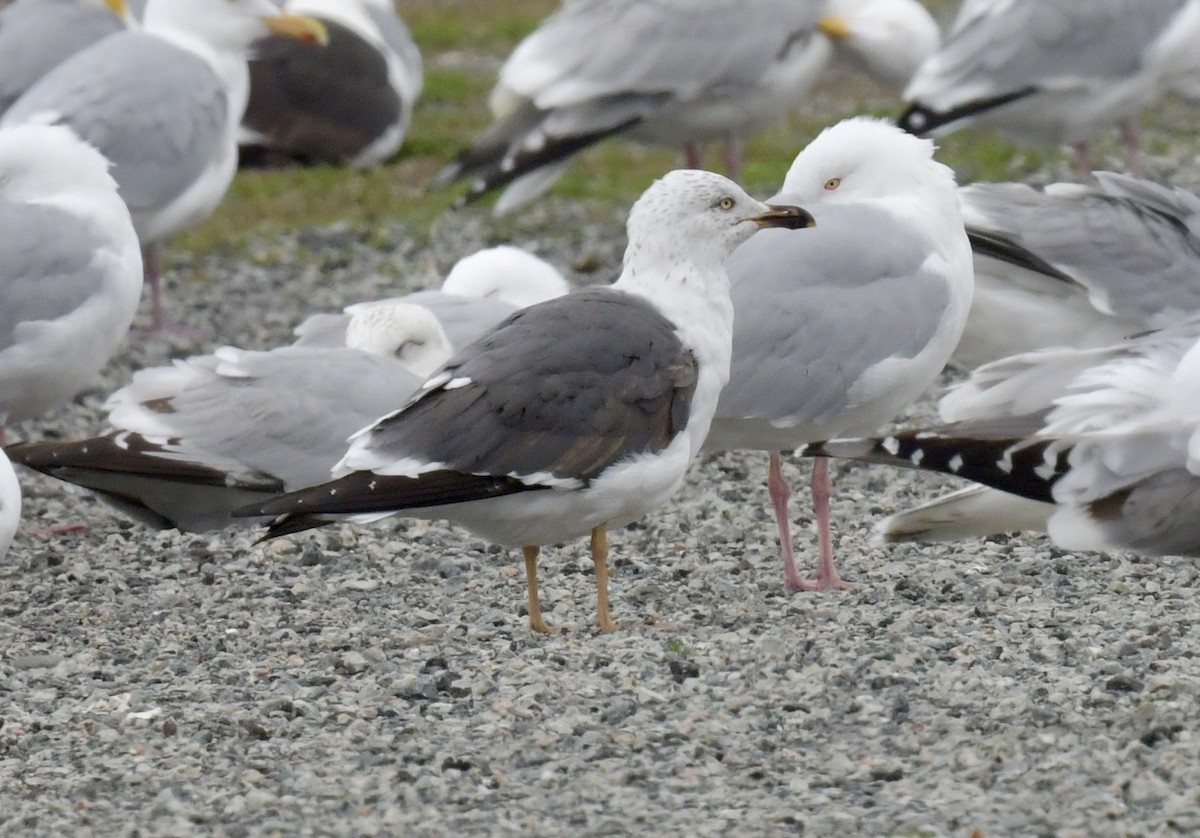 Lesser Black-backed Gull - ML617534999