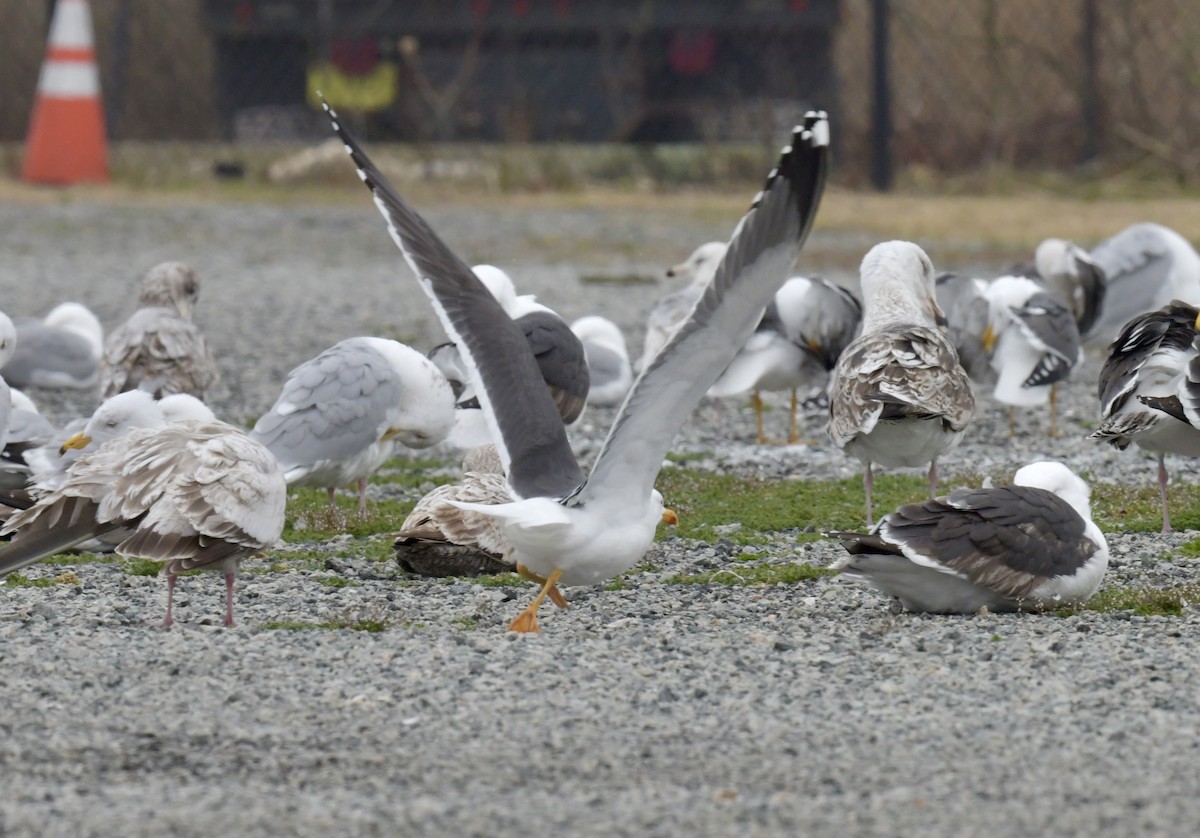 Lesser Black-backed Gull - ML617535000