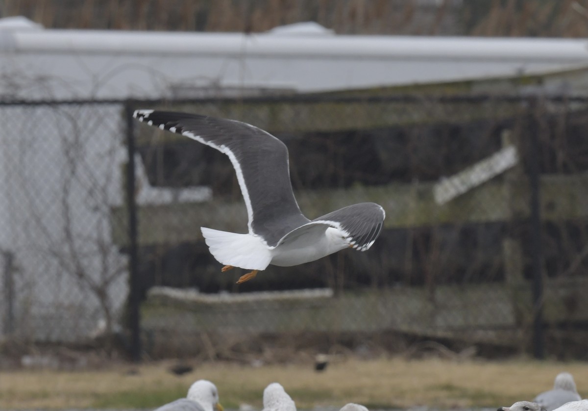 Lesser Black-backed Gull - ML617535001