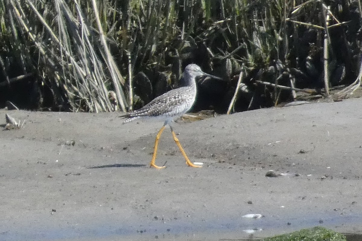 Greater Yellowlegs - Anonymous