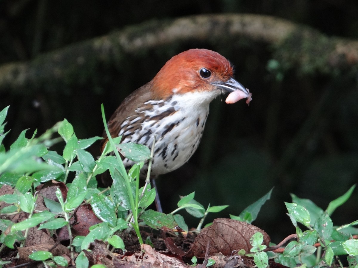 Chestnut-crowned Antpitta - Francisco Sornoza