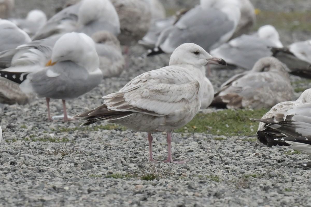 Gaviota Groenlandesa - ML617535042