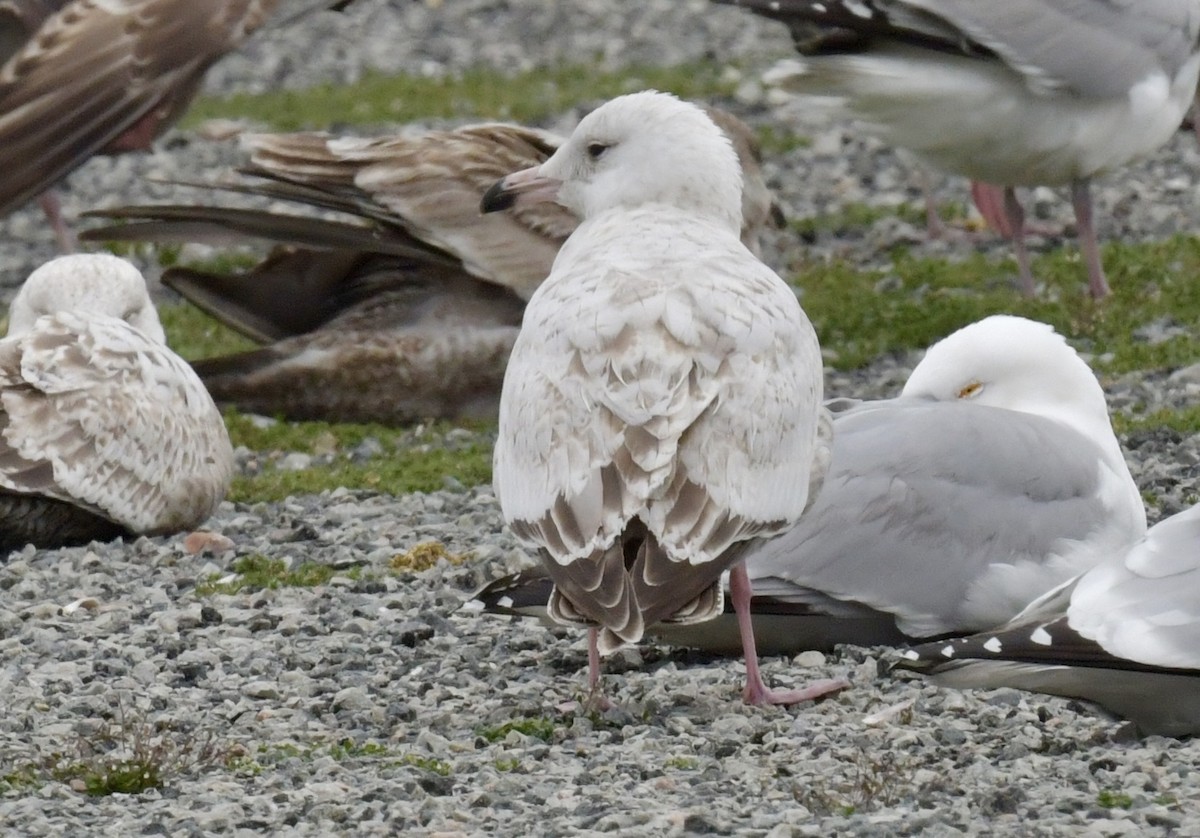 Goéland arctique - ML617535043