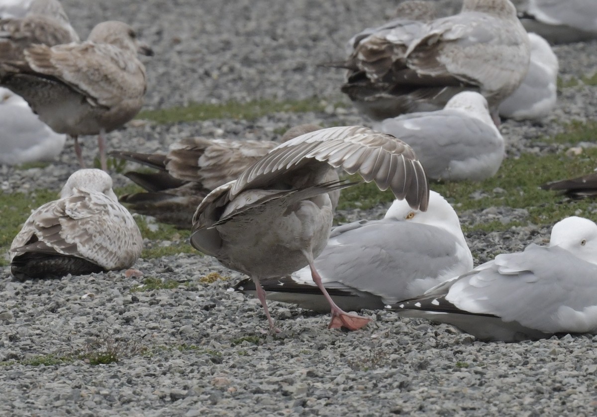 Iceland Gull - Christopher Veale