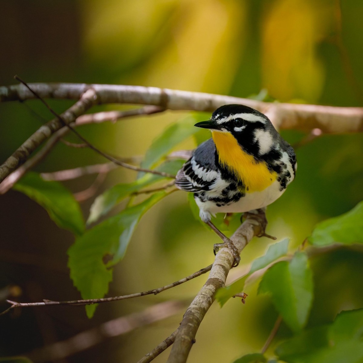 Yellow-throated Warbler - Mat Price