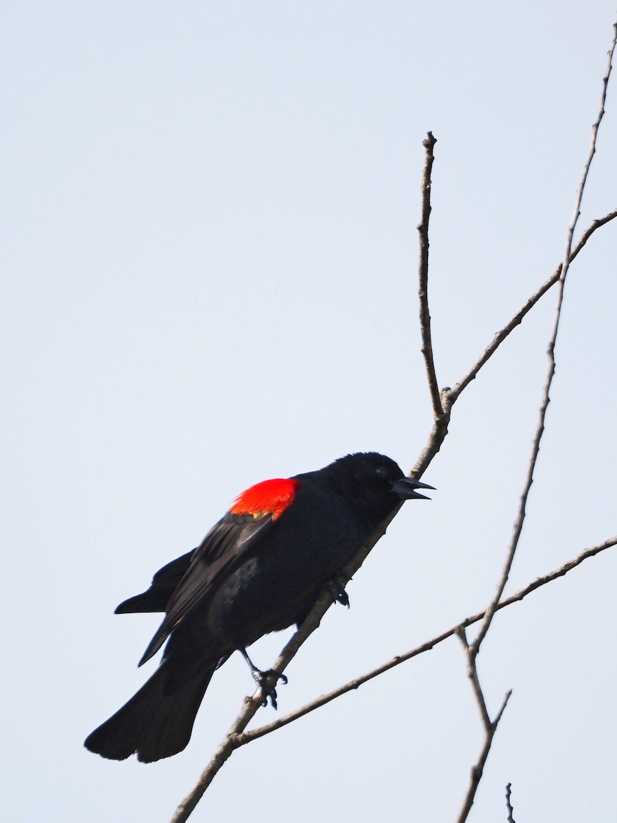 Red-winged Blackbird - ML617535109