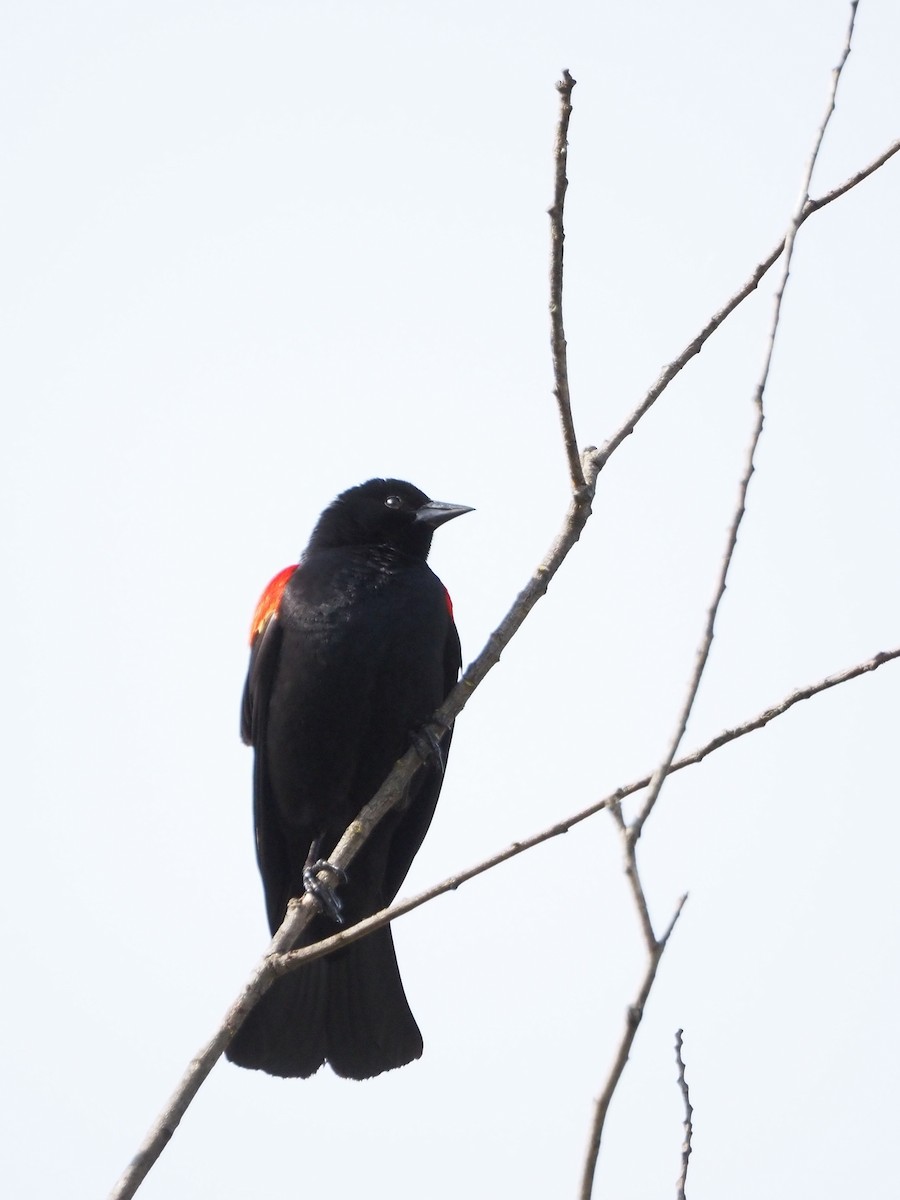 Red-winged Blackbird - ML617535119