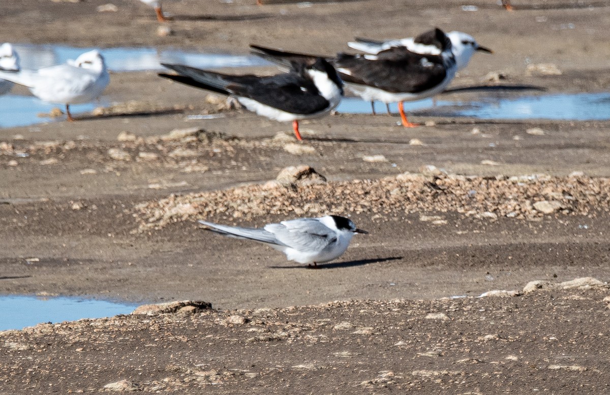 Common Tern - Abril Galvan
