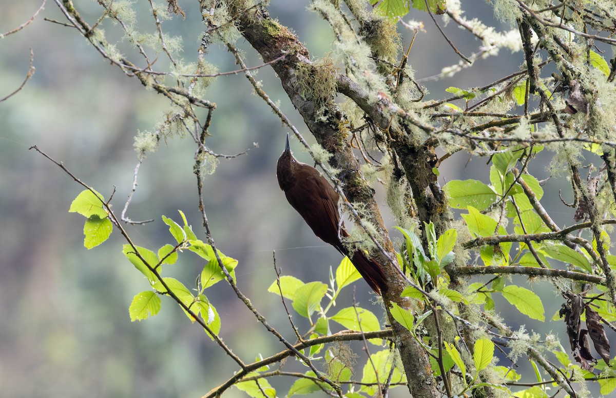 Tyrannine Woodcreeper - ML617535164