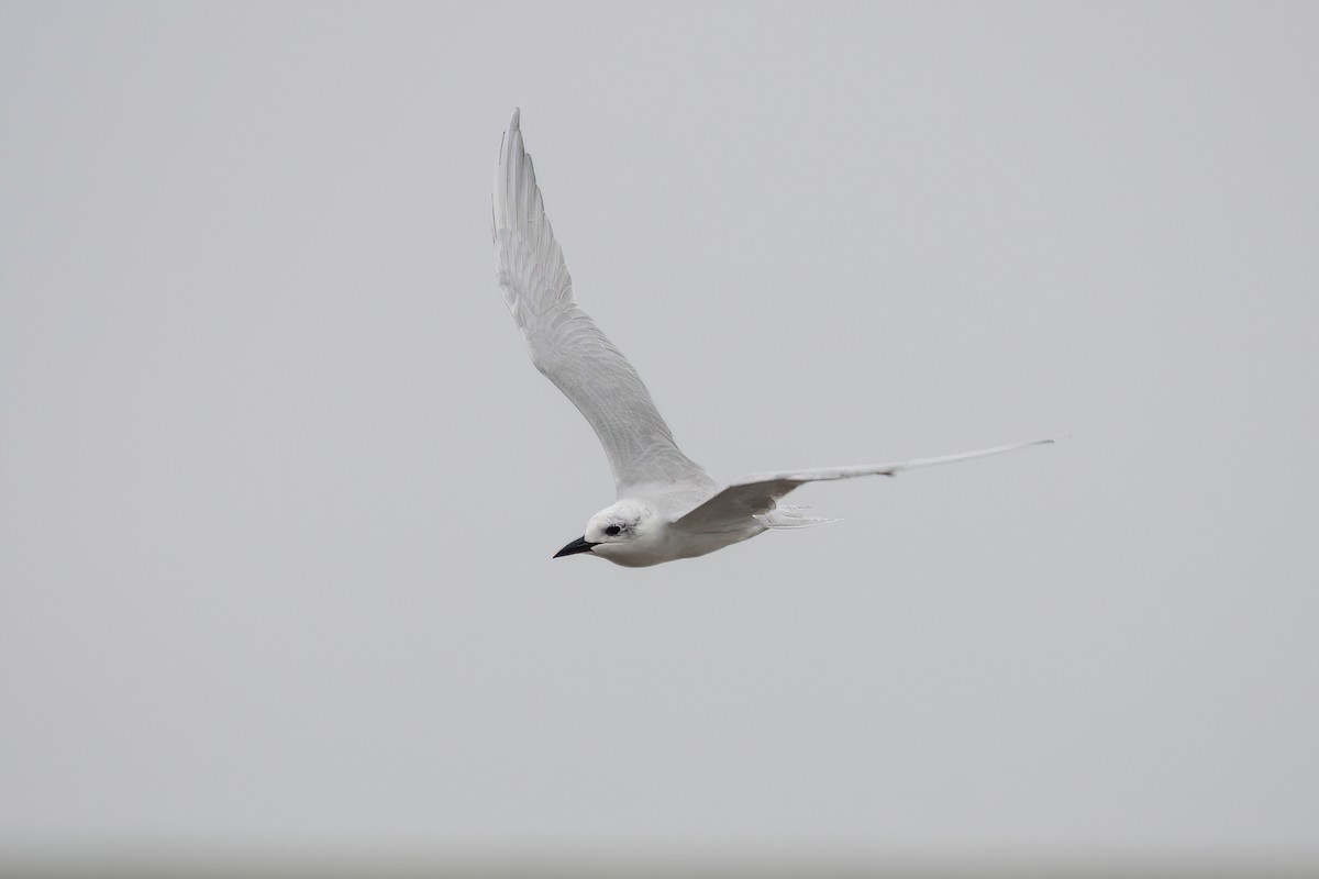 Gull-billed Tern - ML617535168