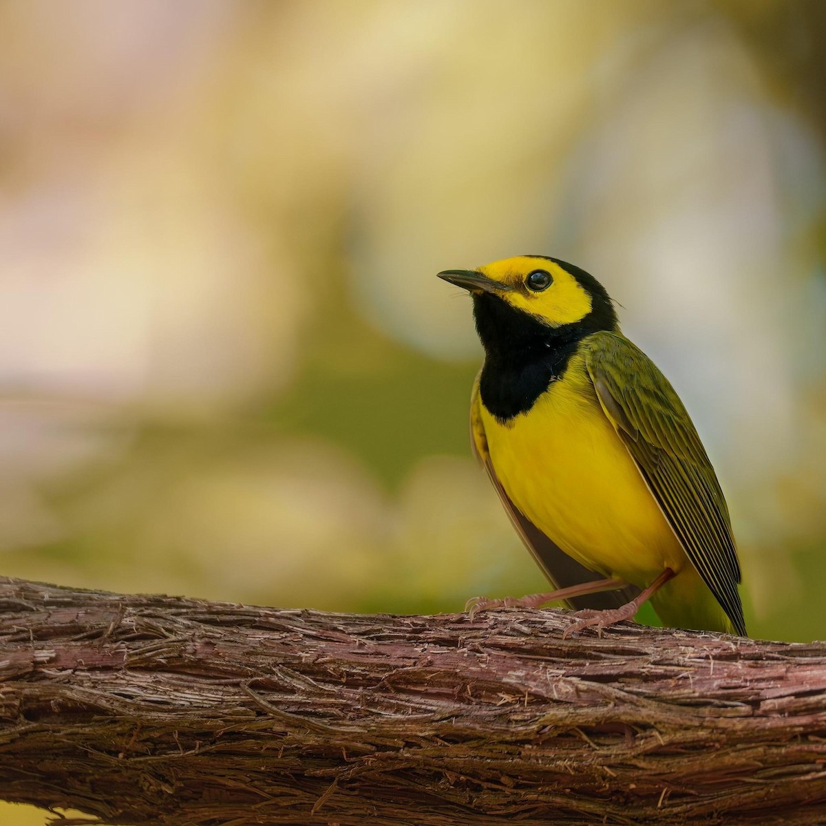 Hooded Warbler - Mat Price