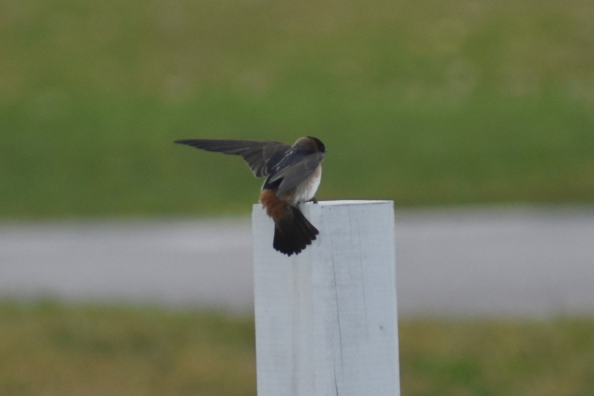 Cave Swallow - ML617535221