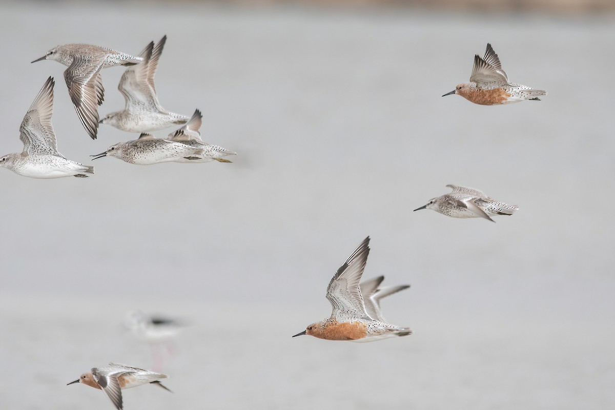 Red Knot - ML617535250