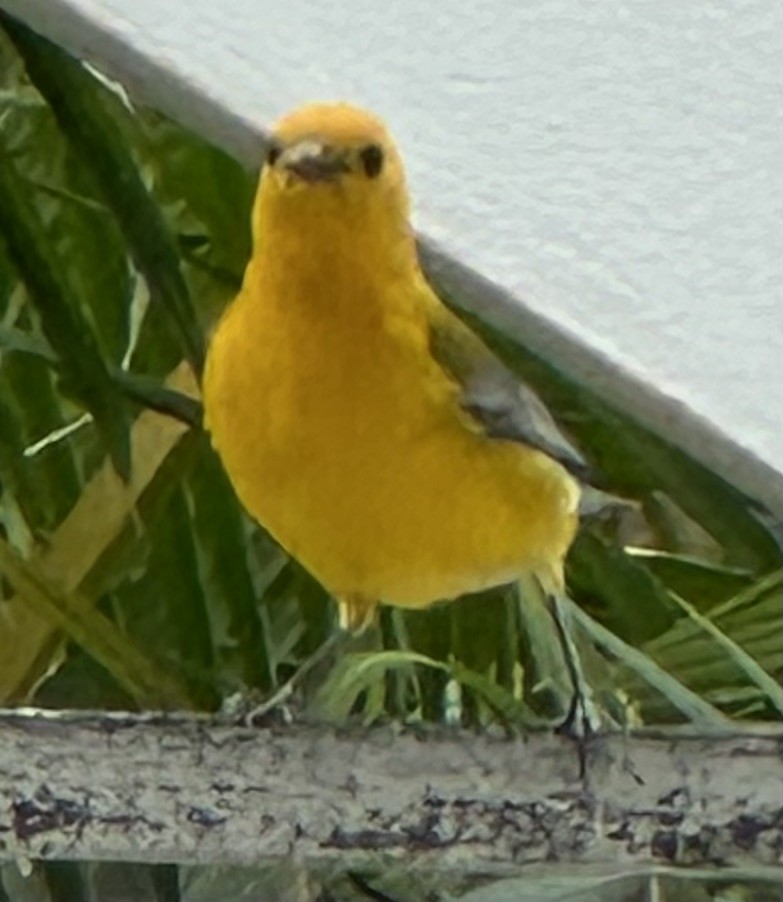 Prothonotary Warbler - ML617535254