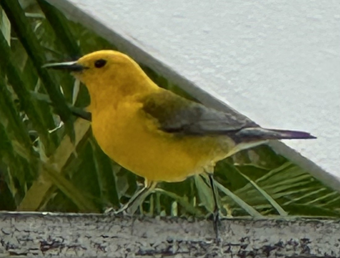 Prothonotary Warbler - Susan Lala