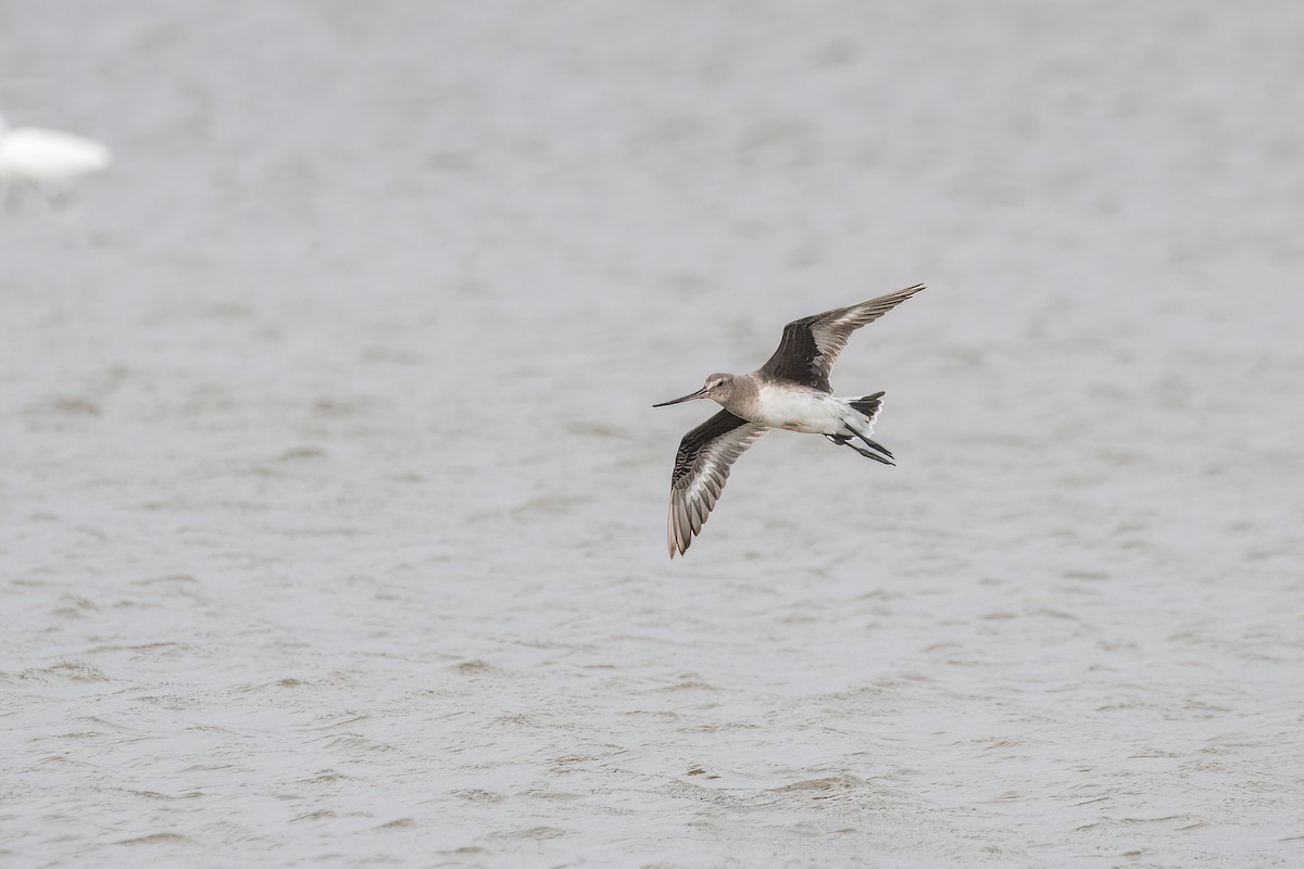 Hudsonian Godwit - Raphael Kurz -  Aves do Sul