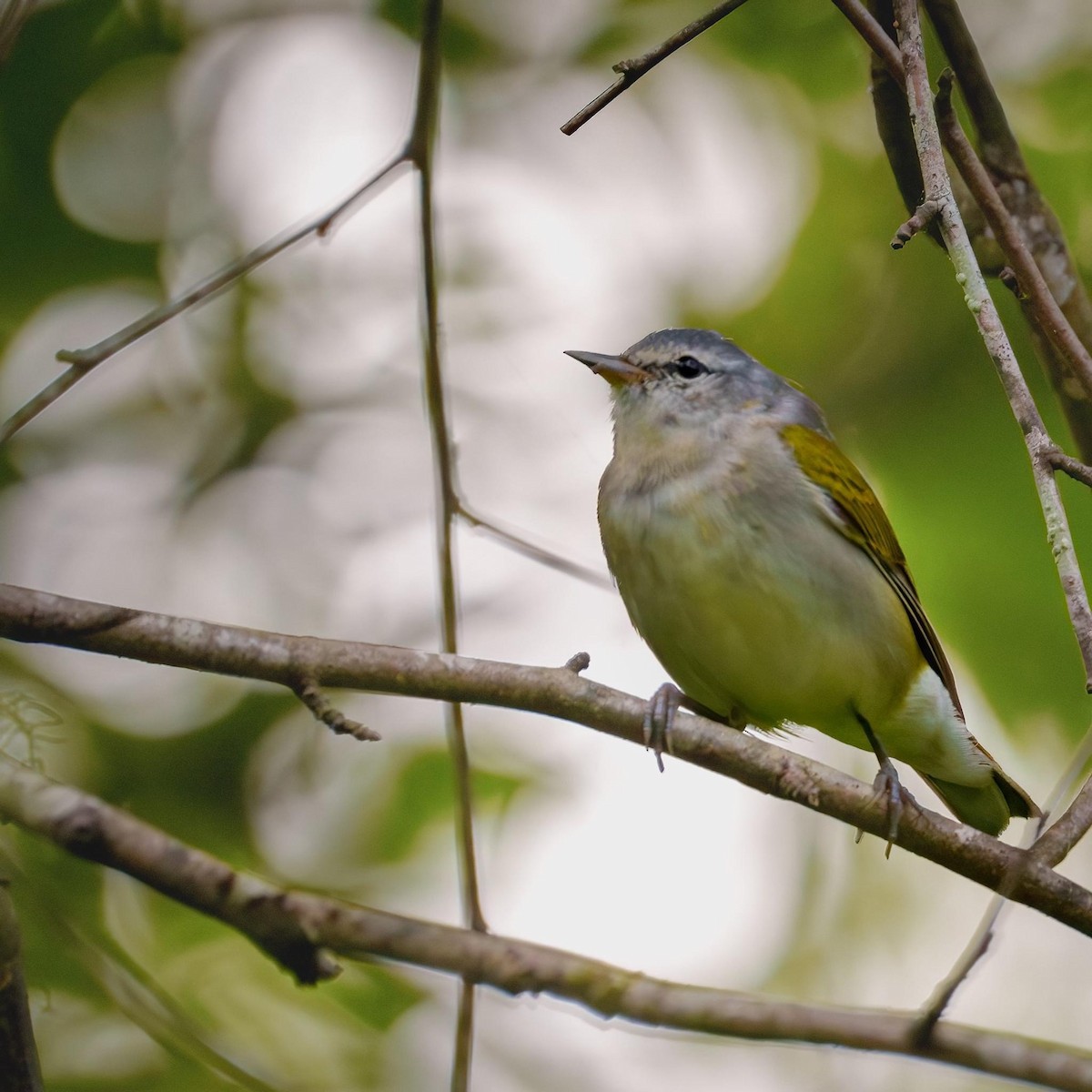 Tennessee Warbler - Mat Price