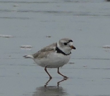Piping Plover - ML617535334
