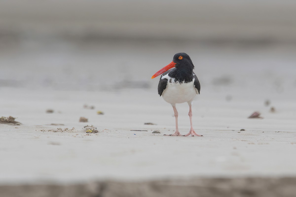 American Oystercatcher - ML617535364