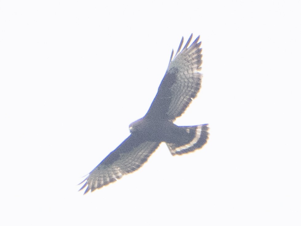 Broad-winged Hawk - CV Sylvan