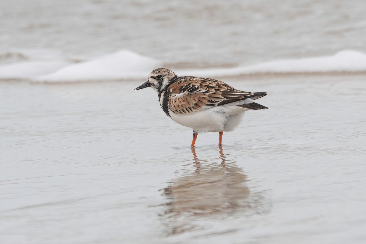 Ruddy Turnstone - ML617535372