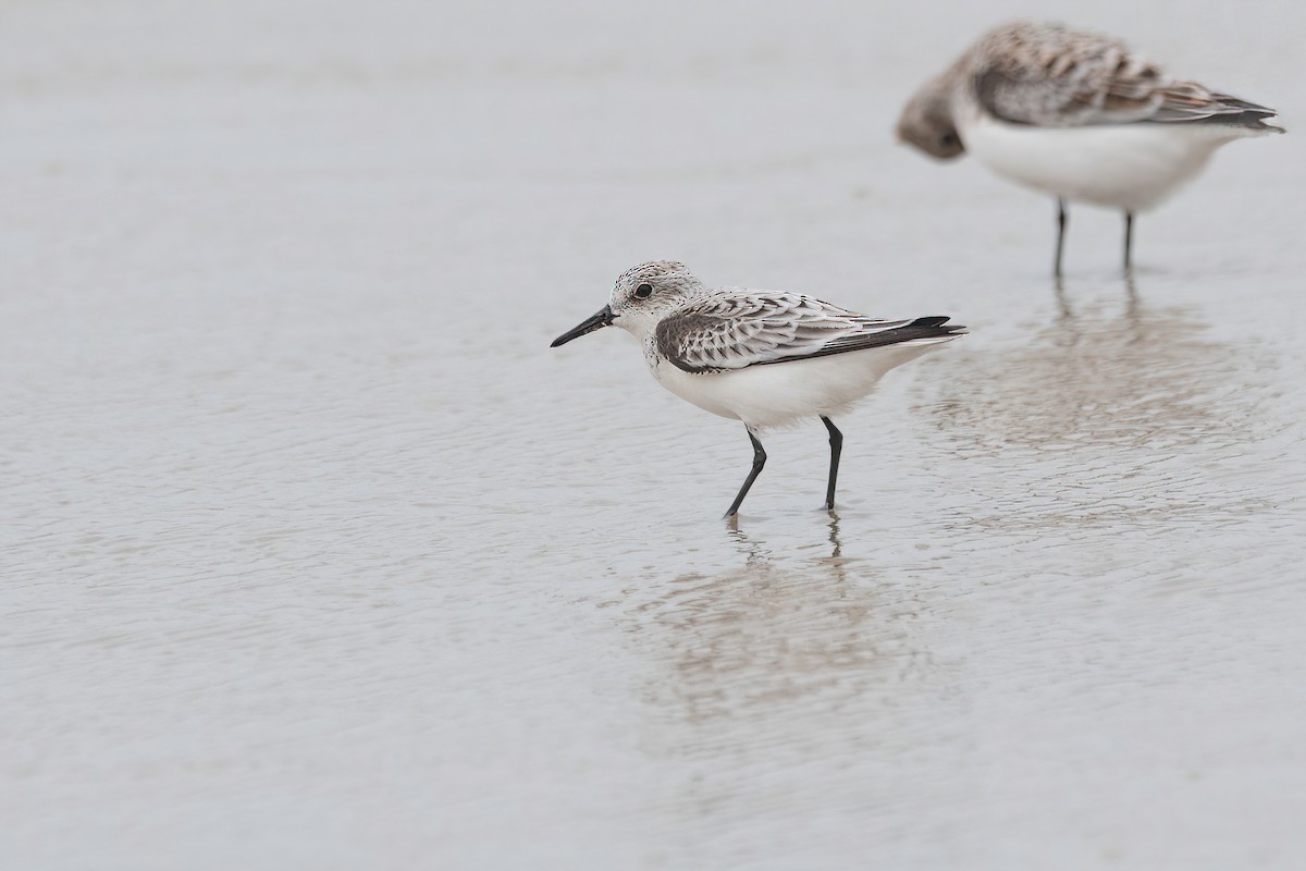 Sanderling - ML617535375