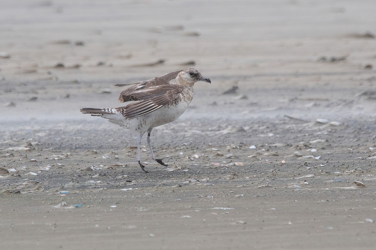 Pomarine Jaeger - ML617535390