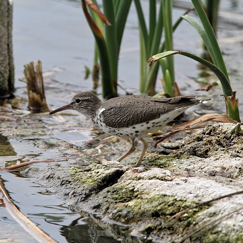 Spotted Sandpiper - ML617535394