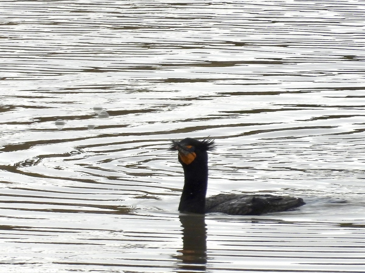 Cormoran à aigrettes - ML617535414