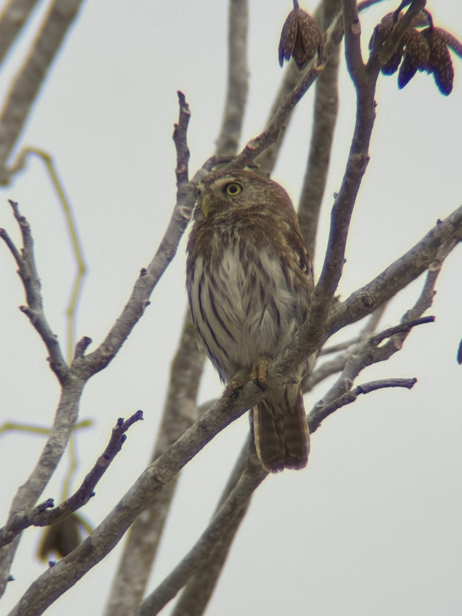 Ferruginous Pygmy-Owl - ML617535421