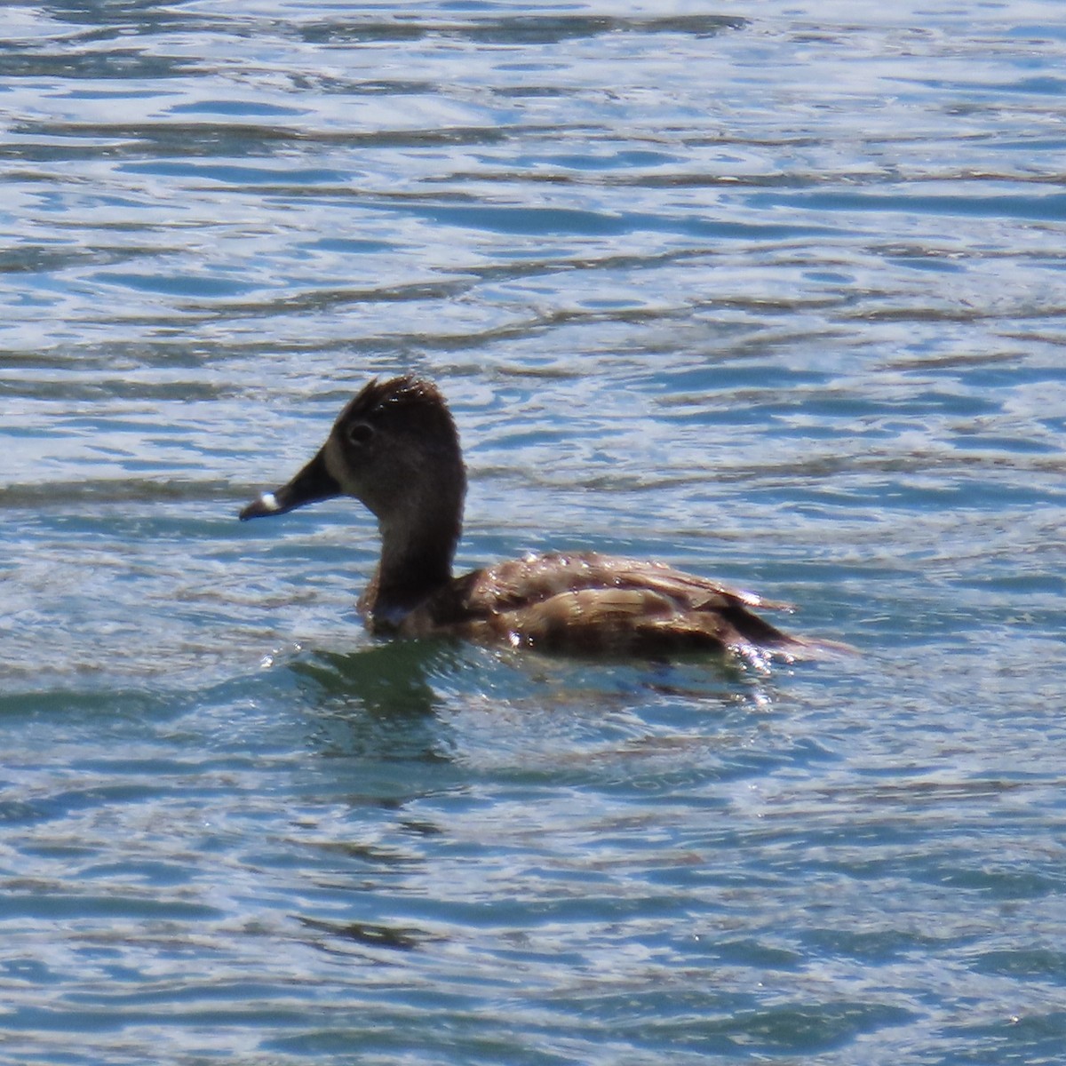 Ring-necked Duck - ML617535432