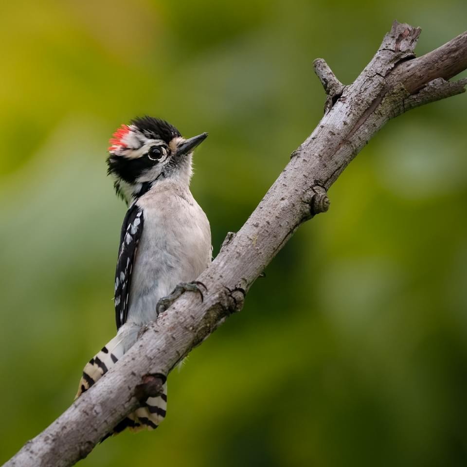 Downy Woodpecker - ML617535457