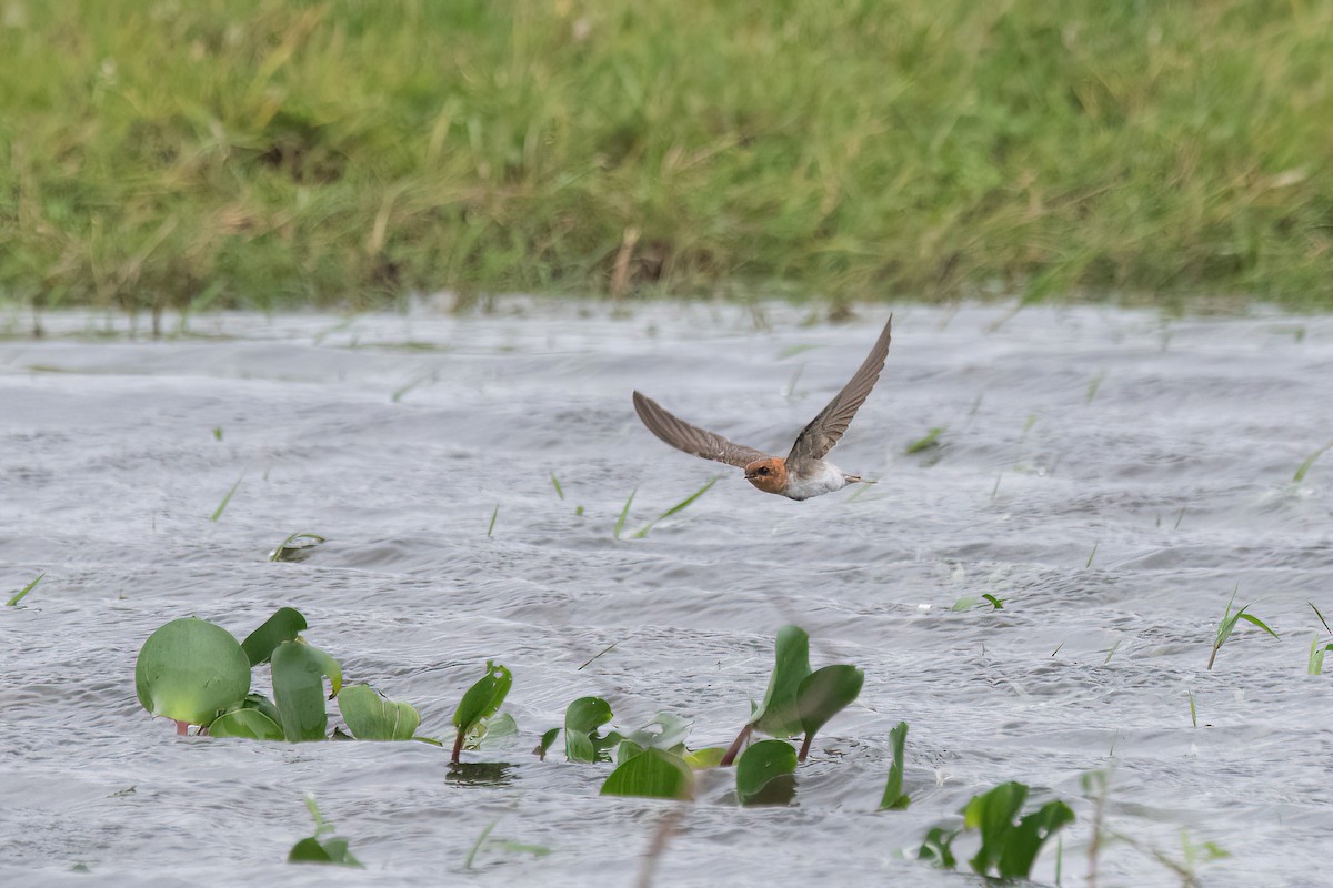 Tawny-headed Swallow - ML617535467