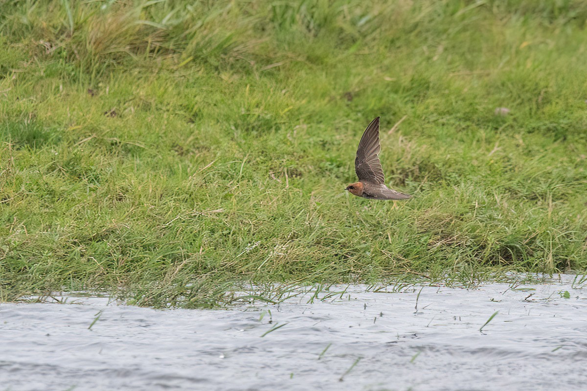 Tawny-headed Swallow - ML617535468