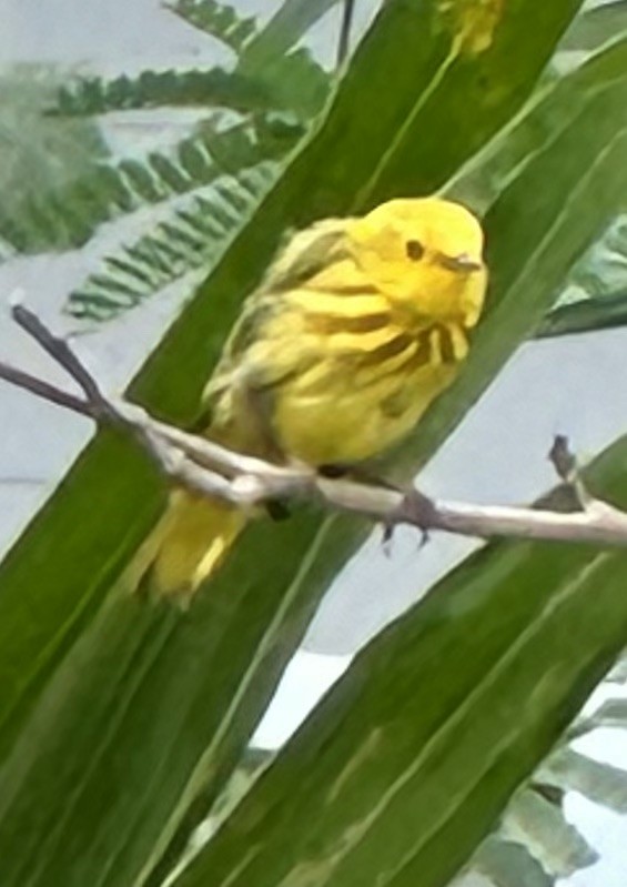 Yellow Warbler - Susan Lala