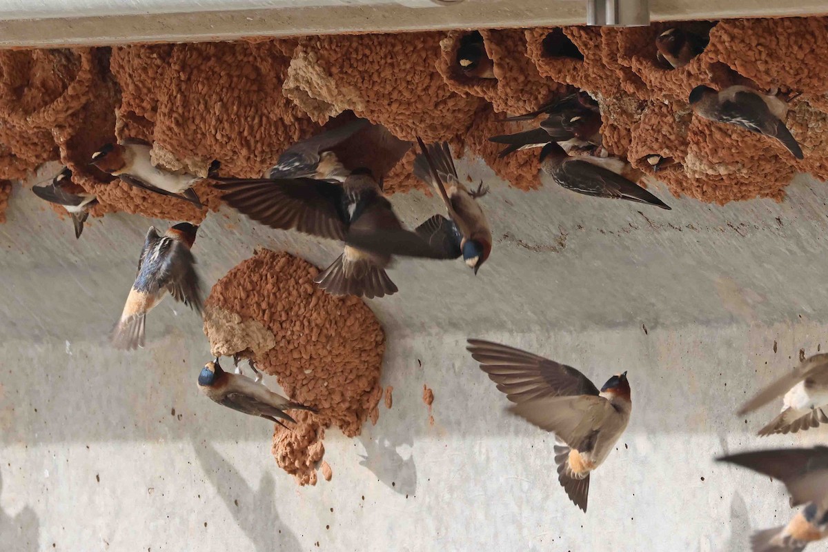 Cliff Swallow (pyrrhonota Group) - Mark W. Lockwood