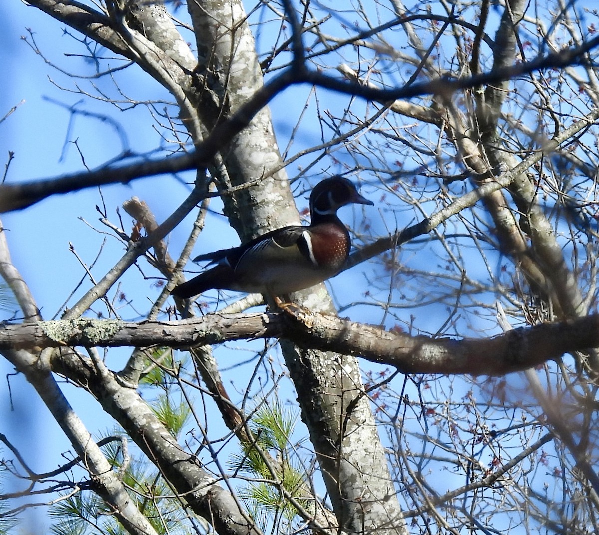 Wood Duck - Susan Hedman