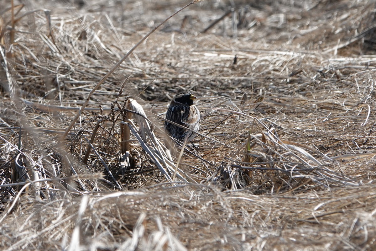 Lapland Longspur - ML617535568