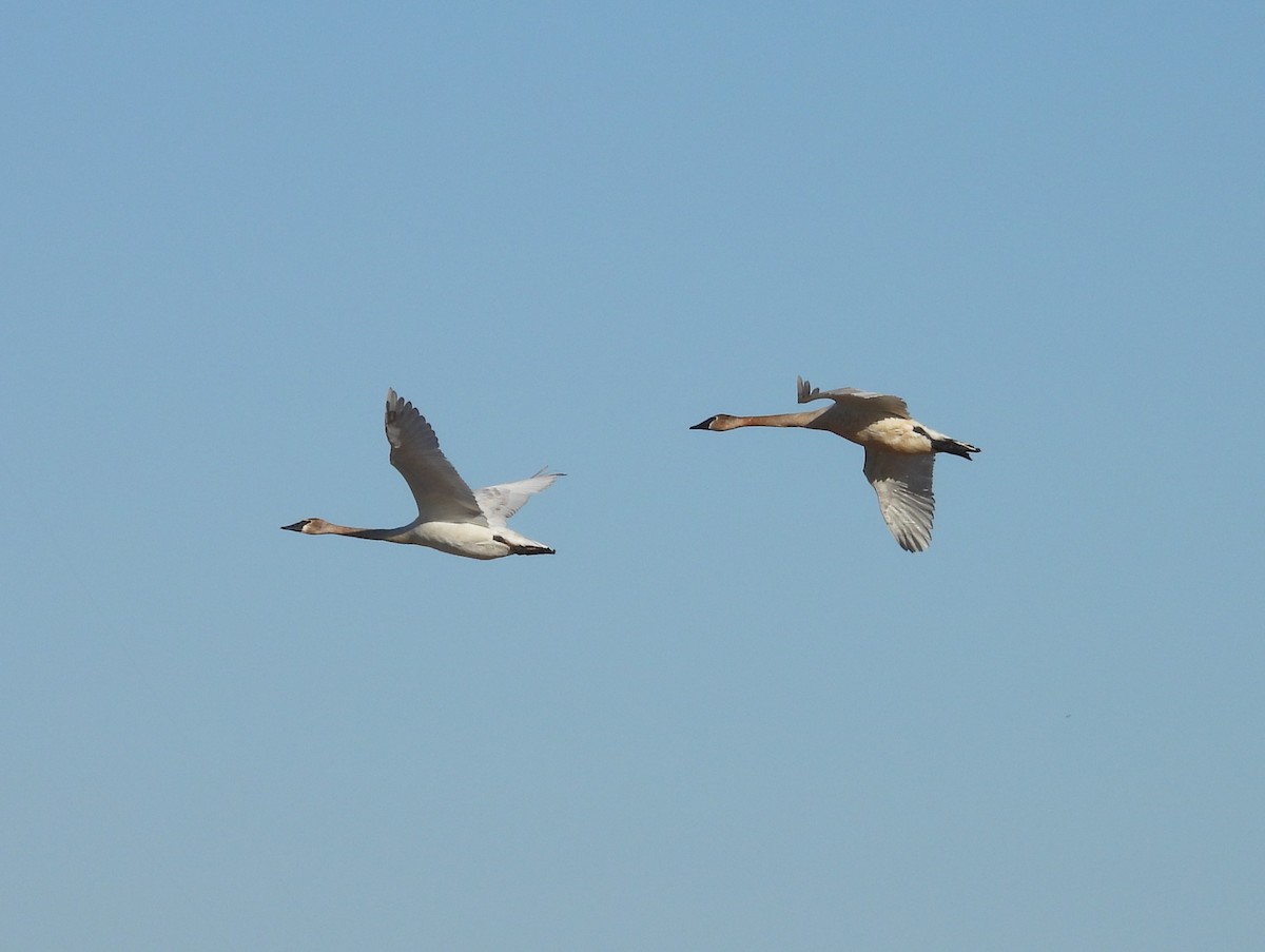 Trumpeter Swan - ML617535591