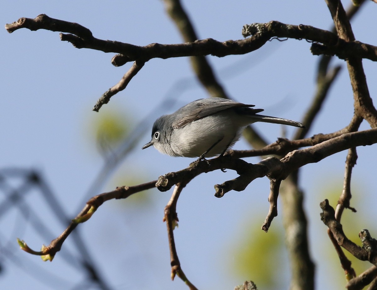 Gobemoucheron gris-bleu - ML617535605