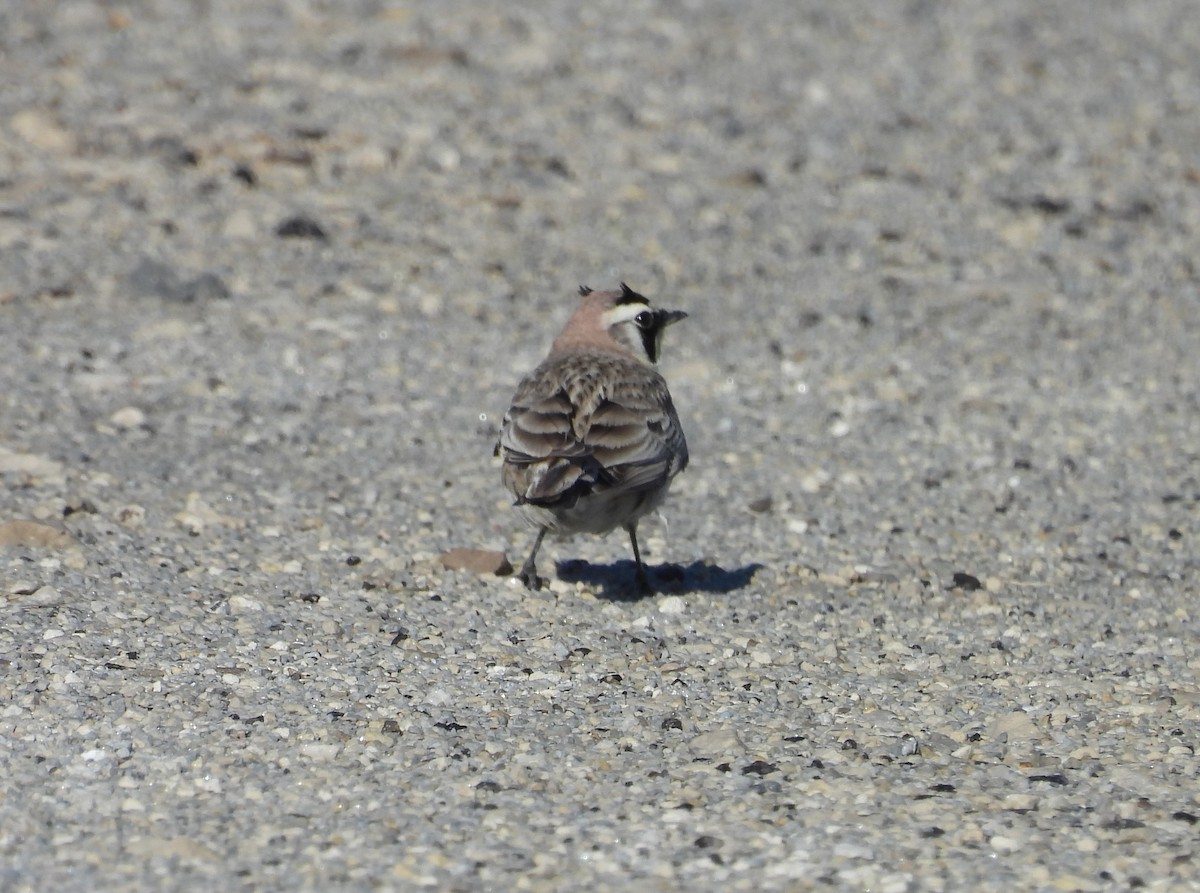 Horned Lark - ML617535622